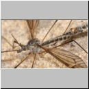 Tipula cf lateralis - Schnake 01b.jpg